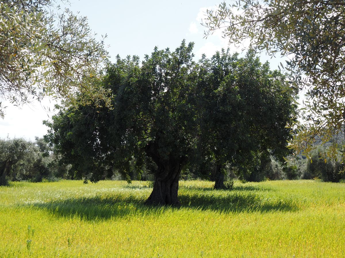 Olivicoltura, biodiversità e proprieta salutistiche dell’olio extra vergine di oliva.