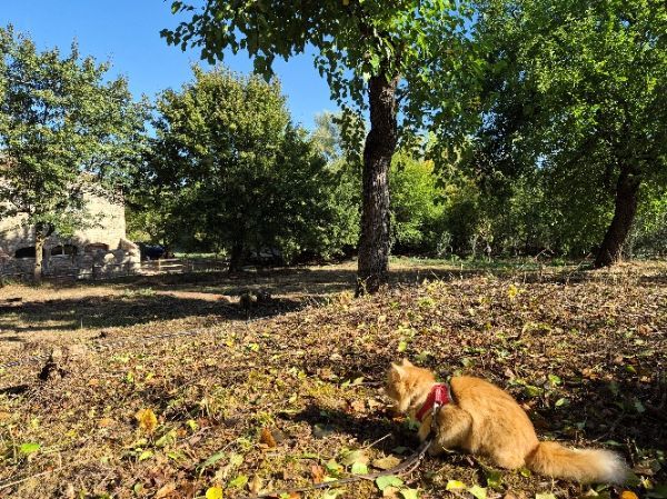 Prime gocce di Leopoldina