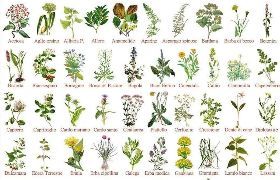 Escursione alla scoperta di fiori e piante officinali