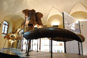 CAMPI SETTEMBRINI "S-PASSO AL MUSEO" MUSEO PALEONTOLOGICO
