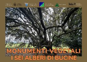 "Monumenti vegetali i sei Alberi di Bucine"