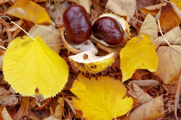 FESTA DELLE CASTAGNE 2016 A PALAZZOLO - INCISA