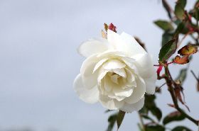 IL ROSETO FINESCHI DI CAVRIGLIA (AR)