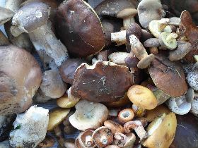 “42° SAGRA DEL FUNGO PORCINO A PALAZZOLO”	