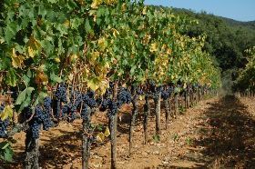 FESTA DELL’UVA A BUCINE 