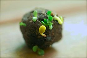 NOMÓS –TRANSUMANZE