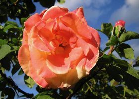 IL ROSETO FINESCHI DI CAVRIGLIA (AR) 2019