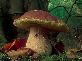 43^ SAGRA DEL FUNGO PORCINO A PALAZZOLO