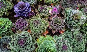 COLTIVA LE TUE RADICI - VIVI SANO, SOSTIENI IL CONTADINO!