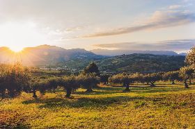 CAMMINATA TRA GLI OLIVI - RASSEGNA DELL'OLIO REGGELLO 2019