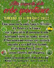 Alla ricerca delle erbe spontanee