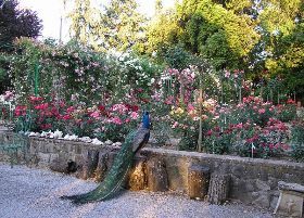 IL ROSETO FINESCHI DI CAVRIGLIA (AR) 2019