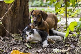 CORSI DI PRIMO SOCCORSO CANINO E FELINO