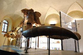 CAMPI PASQUALI "S-PASSO AL MUSEO"