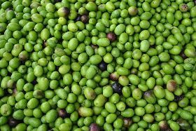 45^ RASSEGNA DELL’OLIO EXTRA VERGINE D’OLIVA DI REGGELLO